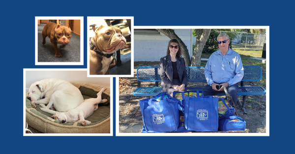 Left: a collage of three bulldogs. Right: a man and a woman sit on a bench, surrounded by several blue grocery bags